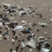 Falta de cultura convierte  las playas en basureros