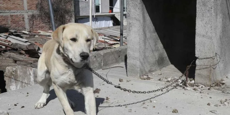 Congreso obliga a ayuntamientos a capacitarse contra maltrato animal.