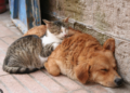 Obligan a tiendas de mascotas  a promover adopción de perros  y gatos abandonados