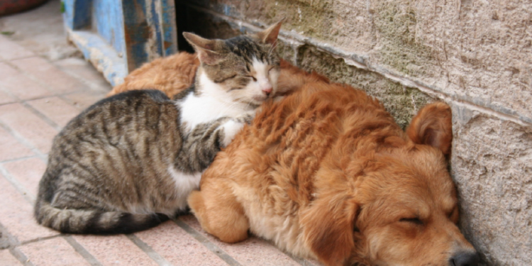 Obligan a tiendas de mascotas  a promover adopción de perros  y gatos abandonados