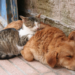 Obligan a tiendas de mascotas  a promover adopción de perros  y gatos abandonados