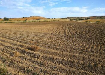 Sequía paraliza 90% del campo en la zona centro de Tamaulipas