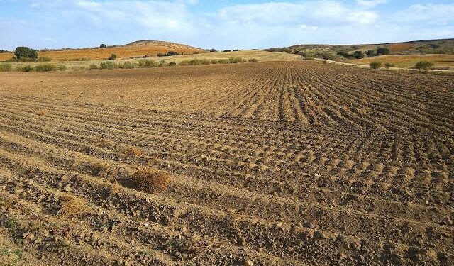 Sequía paraliza 90% del campo en la zona centro de Tamaulipas