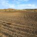 Sequía paraliza 90% del campo en la zona centro de Tamaulipas