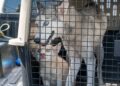 Rescatan del sufrimiento a madre husky y su cachorro en Victoria