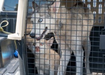 Rescatan del sufrimiento a madre husky y su cachorro en Victoria