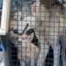Rescatan del sufrimiento a madre husky y su cachorro en Victoria