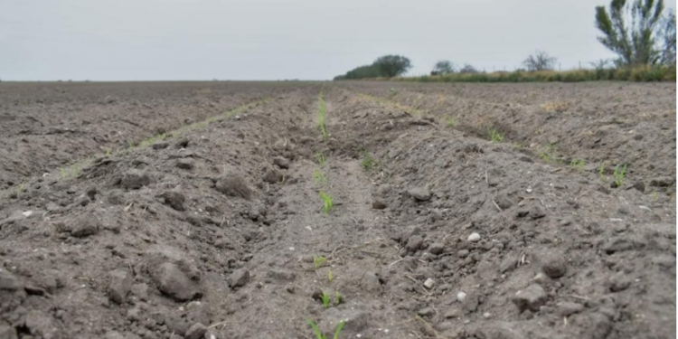 Tiene Tamaulipas 137 mil  hectáreas en “descanso”.   