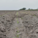 Tiene Tamaulipas 137 mil  hectáreas en “descanso”.   