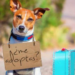 Obligarán a negocios de mascotas a promover la adopción de animales