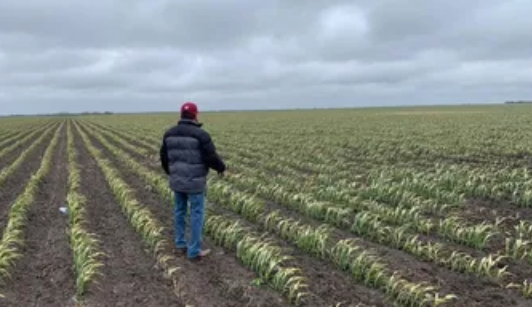 Distribuirán apoyos al campo con base en datos del INEGI