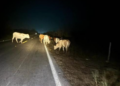 Ganado suelto en carreteras  quedaría prohibido por ley   