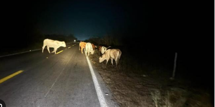 Ganado suelto en carreteras  quedaría prohibido por ley   