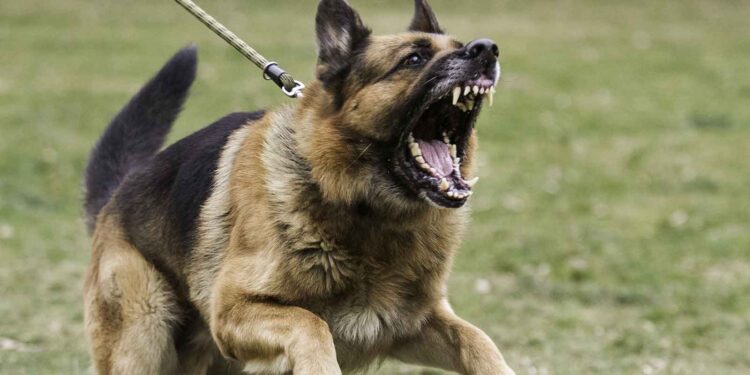 Atacan perros a 1,466 personas durante 2026 en Tamaulipas