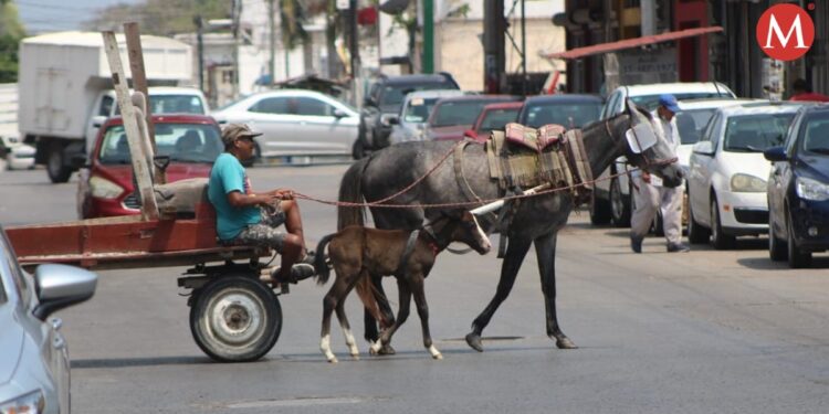 Refuerzan prohibición de carretas  en calles asfaltadas de Tamaulipas